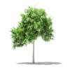 Common Fig Tree 3D Model 1.4m (10511) - Image 5
