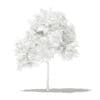 Common Fig Tree 3D Model 1.4m (10511) - Image 6
