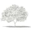 Common Fig Tree 3D Model 2.4m (10513) - Image 2