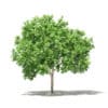 Common Fig Tree 3D Model 2.4m (10513) - Image 3