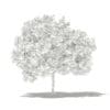 Common Fig Tree 3D Model 2.4m (10513) - Image 4