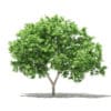Common Fig Tree 3D Model 2.4m (10513) - Image 5