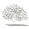 Common Fig Tree 3D Model 2.4m (10513) - Image 6
