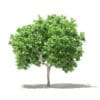 Common Fig Tree 3D Model 2.4m (10513) - Image 7