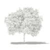 Common Fig Tree 3D Model 2.4m (10513) - Image 8