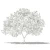 Common Fig Tree with Fruits 3D Model 2.4m (10514) - Image 2