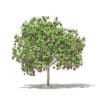 Common Fig Tree with Fruits 3D Model 2.4m (10514) - Image 3