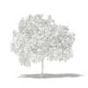 Common Fig Tree with Fruits 3D Model 2.4m (10514) - Image 4