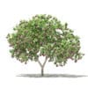 Common Fig Tree with Fruits 3D Model 2.4m (10514) - Image 5