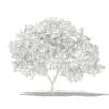 Common Fig Tree with Fruits 3D Model 2.4m (10514) - Image 6