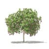 Common Fig Tree with Fruits 3D Model 2.4m (10514) - Image 7