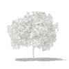 Common Fig Tree with Fruits 3D Model 2.4m (10514) - Image 8