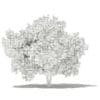 Common Fig Tree 3D Model 3.4m (10515) - Image 2