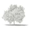 Common Fig Tree 3D Model 3.4m (10515) - Image 4