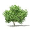 Common Fig Tree 3D Model 3.4m (10515) - Image 5