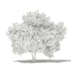 Common Fig Tree 3D Model 3.4m (10515) - Image 6