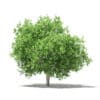 Common Fig Tree 3D Model 3.4m (10515) - Image 7