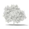 Common Fig Tree 3D Model 3.4m (10515) - Image 8