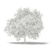 Common Fig Tree with Fruits 3D Model 3.4m (10516) - Image 4