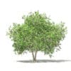 Common Fig Tree with Fruits 3D Model 3.4m (10516) - Image 5