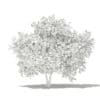 Common Fig Tree with Fruits 3D Model 3.4m (10516) - Image 6