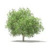 Common Fig Tree with Fruits 3D Model 3.4m (10516) - Image 7