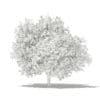 Common Fig Tree with Fruits 3D Model 3.4m (10516) - Image 8