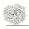 Common Fig Tree 3D Model 3.3m (10517) - Image 2