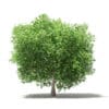 Common Fig Tree 3D Model 3.3m (10517) - Image 3