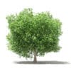 Common Fig Tree 3D Model 3.3m (10517) - Image 5