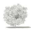 Common Fig Tree 3D Model 3.3m (10517) - Image 8