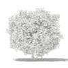Common Fig Tree with Fruits 3D Model 3.3m (10518) - Image 2
