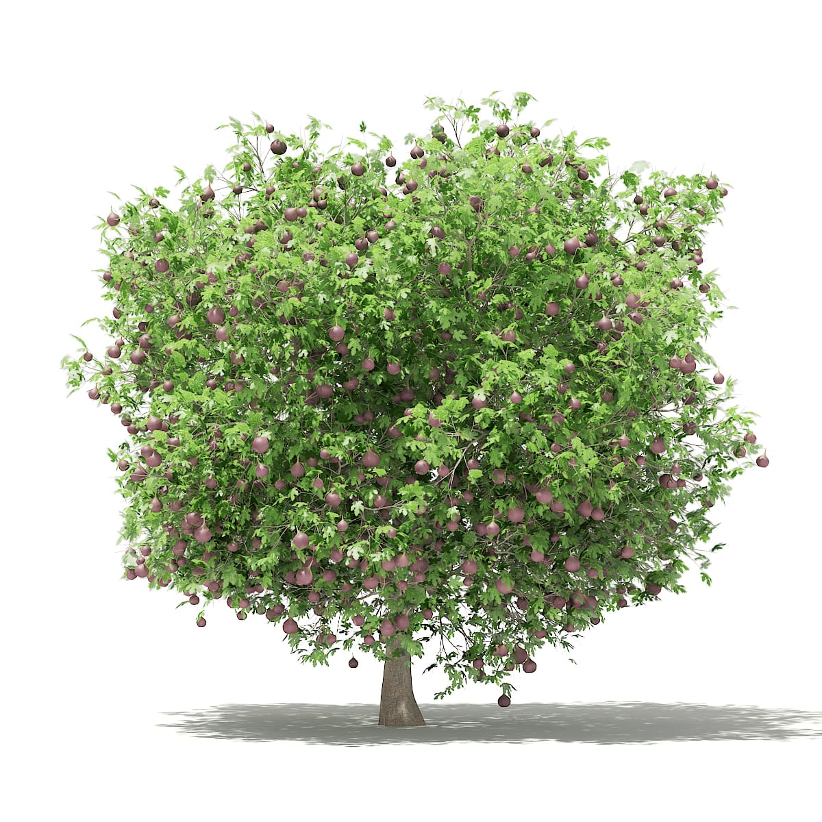 Common Fig Tree with Fruits 3D Model 3.3m