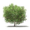 Common Fig Tree with Fruits 3D Model 3.3m (10518) - Image 3