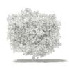 Common Fig Tree with Fruits 3D Model 3.3m (10518) - Image 4