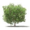 Common Fig Tree with Fruits 3D Model 3.3m (10518) - Image 5