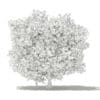 Common Fig Tree with Fruits 3D Model 3.3m (10518) - Image 6