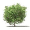 Common Fig Tree with Fruits 3D Model 3.3m (10518) - Image 7