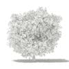 Common Fig Tree with Fruits 3D Model 3.3m (10518) - Image 8