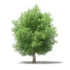 Common Fig Tree 3D Model 6.6m (10519) - Image 3