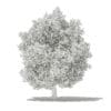 Common Fig Tree 3D Model 6.6m (10519) - Image 4