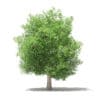 Common Fig Tree 3D Model 6.6m (10519) - Image 5