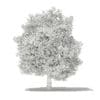 Common Fig Tree 3D Model 6.6m (10519) - Image 6