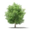 Common Fig Tree 3D Model 6.6m (10519) - Image 7