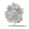 Common Fig Tree 3D Model 6.6m (10519) - Image 8