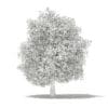 Common Fig Tree with Fruits 3D Model 6.6m (10520) - Image 2