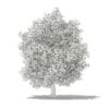Common Fig Tree with Fruits 3D Model 6.6m (10520) - Image 4
