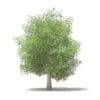 Common Fig Tree with Fruits 3D Model 6.6m (10520) - Image 5