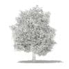 Common Fig Tree with Fruits 3D Model 6.6m (10520) - Image 6