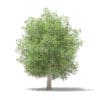 Common Fig Tree with Fruits 3D Model 6.6m (10520) - Image 7